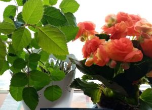 Rose Begonia flower to Mom on Mom's Day 8.5.6022. It now gives company to year old plant that has turned towards the light coming through living room window.